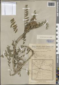 Астрагал болотный L., Сибирь, Западная Сибирь (S1) (Россия)