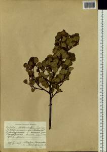 Береза кустарниковая Pall., Сибирь, Чукотка и Камчатка (S7) (Россия)