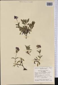 Penstemon procerus var. tolmiei (Hook.) Cronq., Америка (AMER) (Канада)