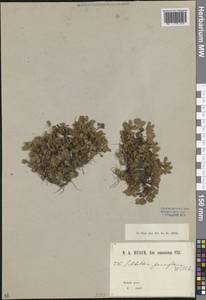 Сиббальдия мелкоцветковая Willd., Кавказ, Краснодарский край и Адыгея (K1a) (Россия)