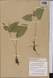 Майник широколистный (Alph.Wood) A.Nelson & J.F.Macbr., Америка (AMER) (Канада)