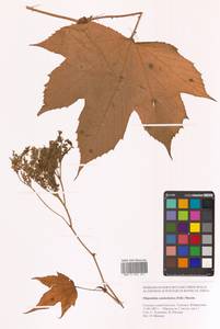 Таволга камчатская (Pall.) Maxim., Сибирь, Дальний Восток (S6) (Россия)