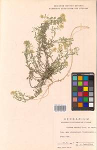 Бурачок Гмелина Jord. & Fourr., Восточная Европа, Литва (E2a) (Литва)