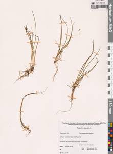 Триостренник болотный L., Сибирь, Чукотка и Камчатка (S7) (Россия)