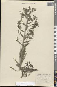 Оносма многоцветная Klokov, Восточная Европа, Ростовская область (E12a) (Россия)