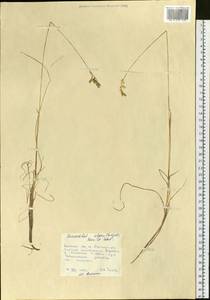 Anthoxanthum monticola (Bigelow) Veldkamp, Сибирь, Дальний Восток (S6) (Россия)