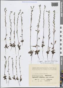 Липучка растопыренная (Retz.) Dumort., Восточная Европа, Нижневолжский район (E9) (Россия)