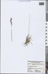 Deschampsia cespitosa subsp. septentrionalis Chiapella, Сибирь, Центральная Сибирь (S3) (Россия)