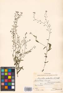 Незабудка скорпионовидная L., Восточная Европа, Московская область и Москва (E4a) (Россия)