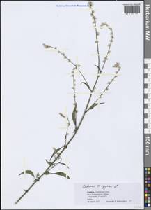 Celosia trigyna L., Африка (AFR) (Замбия)