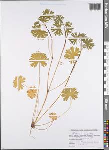 Герань маленькая, Герань мелкая L., Восточная Европа, Белоруссия (E3a) (Белоруссия)