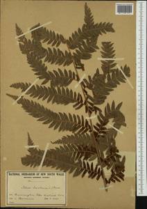 Тодея варварская (L.) Moore, Австралия и Океания (AUSTR) (Австралия)