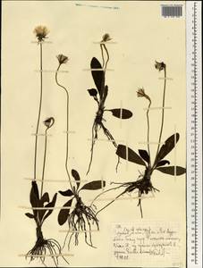 Asteraceae, Африка (AFR) (Эфиопия)