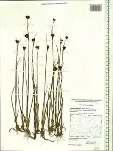 Juncus castaneus subsp. triceps (Rostk.) V. Novik., Сибирь, Дальний Восток (S6) (Россия)