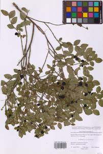 Черника обыкновенная L., Восточная Европа, Московская область и Москва (E4a) (Россия)