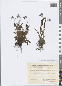Незабудка азиатская (Vestergr. ex Hultén) Schischk. & Serg., Сибирь, Чукотка и Камчатка (S7) (Россия)
