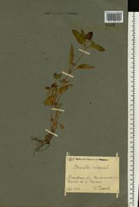 Черноголовка обыкновенная L., Восточная Европа, Московская область и Москва (E4a) (Россия)