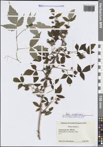 Малина сахалинская H.Lév., Сибирь, Западная Сибирь (S1) (Россия)