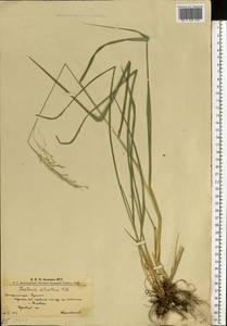 Овсяница высочайшая All., Восточная Европа, Западно-Украинский район (E13) (Украина)