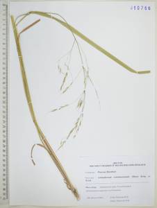 Чий пекинский (Hance) Ohwi, Сибирь, Дальний Восток (S6) (Россия)