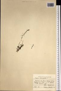 Хвостник четырехлистный L. fil., Сибирь, Западная Сибирь (S1) (Россия)