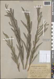 Ива каспийская Pall., Средняя Азия и Казахстан, Прикаспийский Устюрт и Северное Приаралье (M8) (Казахстан)