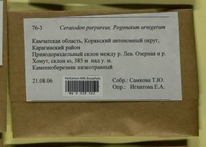 Pogonatum urnigerum (Hedw.) P. Beauv., Гербарий мохообразных, Мхи - Чукотка и Камчатка (B21) (Россия)