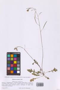 Двурядка стенная (L.) DC., Восточная Европа, Московская область и Москва (E4a) (Россия)