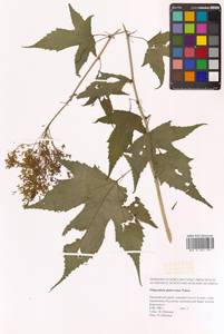 Таволга гладчайшая (Nakai) Nakai, Сибирь, Дальний Восток (S6) (Россия)