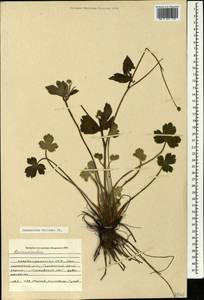 Ranunculus constantinopolitanus var. villosus (DC.) Mobayen & Maleki, Кавказ, Азербайджан (K6) (Азербайджан)