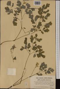 Pseudofumaria alba subsp. acaulis (Wulfen) Lidén, Западная Европа (EUR) (Италия)