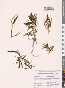 Рдест туполистный Mert. & W.D.J.Koch, Сибирь, Чукотка и Камчатка (S7) (Россия)