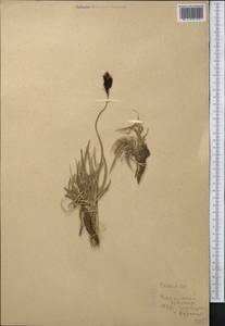 Осока, Средняя Азия и Казахстан, Памир и Памиро-Алай (M2) (Таджикистан)