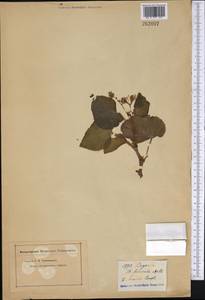Begonia hirsuta Aubl., Америка (AMER) (Неизвестно)