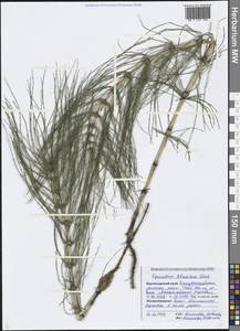 Хвощ большой Ehrh., Кавказ, Черноморское побережье (от Новороссийска до Адлера) (K3) (Россия)