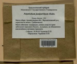 Polytrichum juniperinum Hedw., Гербарий мохообразных, Мхи - Архангельская и Вологодская области, Коми, Ненецкий АО (B7) (Россия)