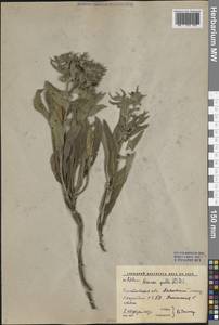 Нонея темная, Нонея темно-бурая (L.) DC., Восточная Европа, Нижневолжский район (E9) (Россия)