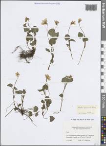Фиалка Ривиниуса Rchb., Восточная Европа, Северо-Западный район (E2) (Россия)