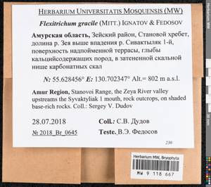 Flexitrichum gracile (Mitt.) Ignatov & Fedosov, Гербарий мохообразных, Мхи - Дальний Восток (без Чукотки и Камчатки) (B20) (Россия)