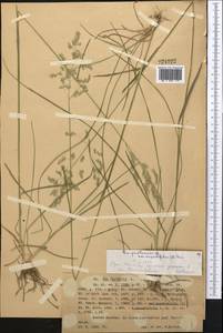 Мятлик узколистный L., Средняя Азия и Казахстан, Западный Тянь-Шань и Каратау (M3) (Казахстан)