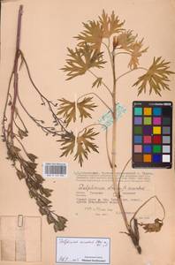 Живокость клиновидная Steven ex DC., Восточная Европа, Центральный район (E4) (Россия)