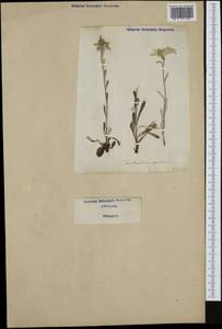 Leontopodium nivale subsp. alpinum (Cass.) Greuter, Западная Европа (EUR) (Италия)