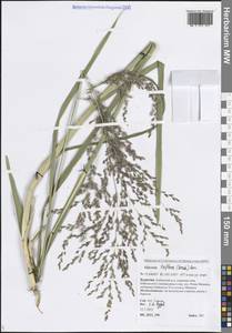 Манник литовский (Gorski) Gorski, Сибирь, Прибайкалье и Забайкалье (S4) (Россия)