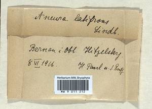 Riccardia latifrons (Lindb.) Lindb., Гербарий мохообразных, Мхи - Западная Европа (BEu) (Германия)