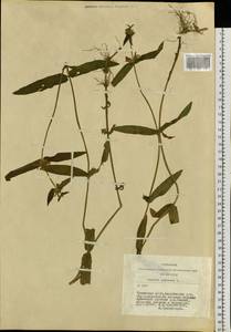 Чистец болотный L., Сибирь, Алтай и Саяны (S2) (Россия)