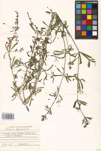 Подмаренник ложный L., Восточная Европа, Московская область и Москва (E4a) (Россия)