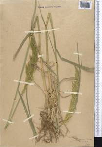 Вейник ложнотростниковидный (Haller f.) Koeler, Средняя Азия и Казахстан, Западный Тянь-Шань и Каратау (M3) (Узбекистан)