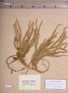Spinulum annotinum subsp. annotinum, Сибирь, Прибайкалье и Забайкалье (S4) (Россия)