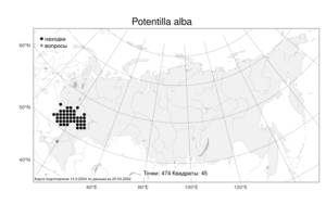 Potentilla alba, Лапчатка белая L., Атлас флоры России (FLORUS) (Россия)