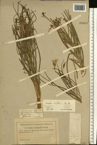 Candollea mollis (M. Bieb.) Yild., Восточная Европа, Нижневолжский район (E9) (Россия)